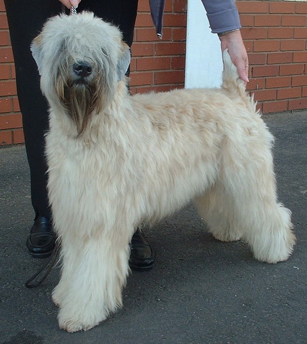 Ierse Soft Coated Wheaten Terriër, foto in volle breedte.