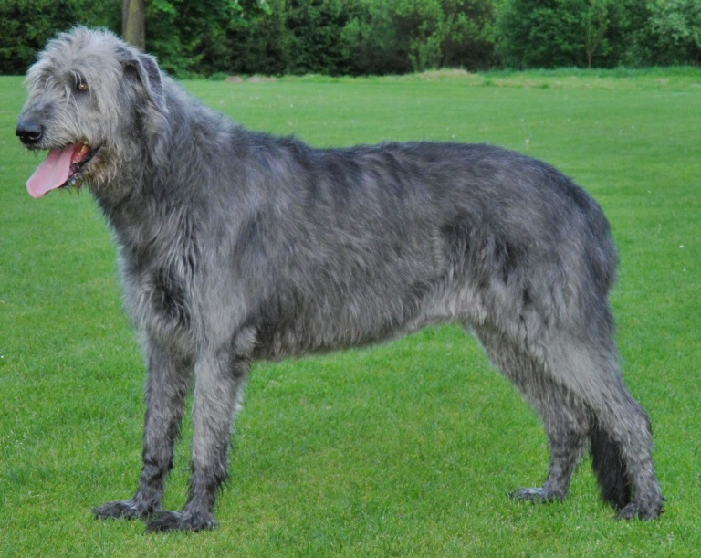 Ierse Wolfshond, foto in volle breedte.