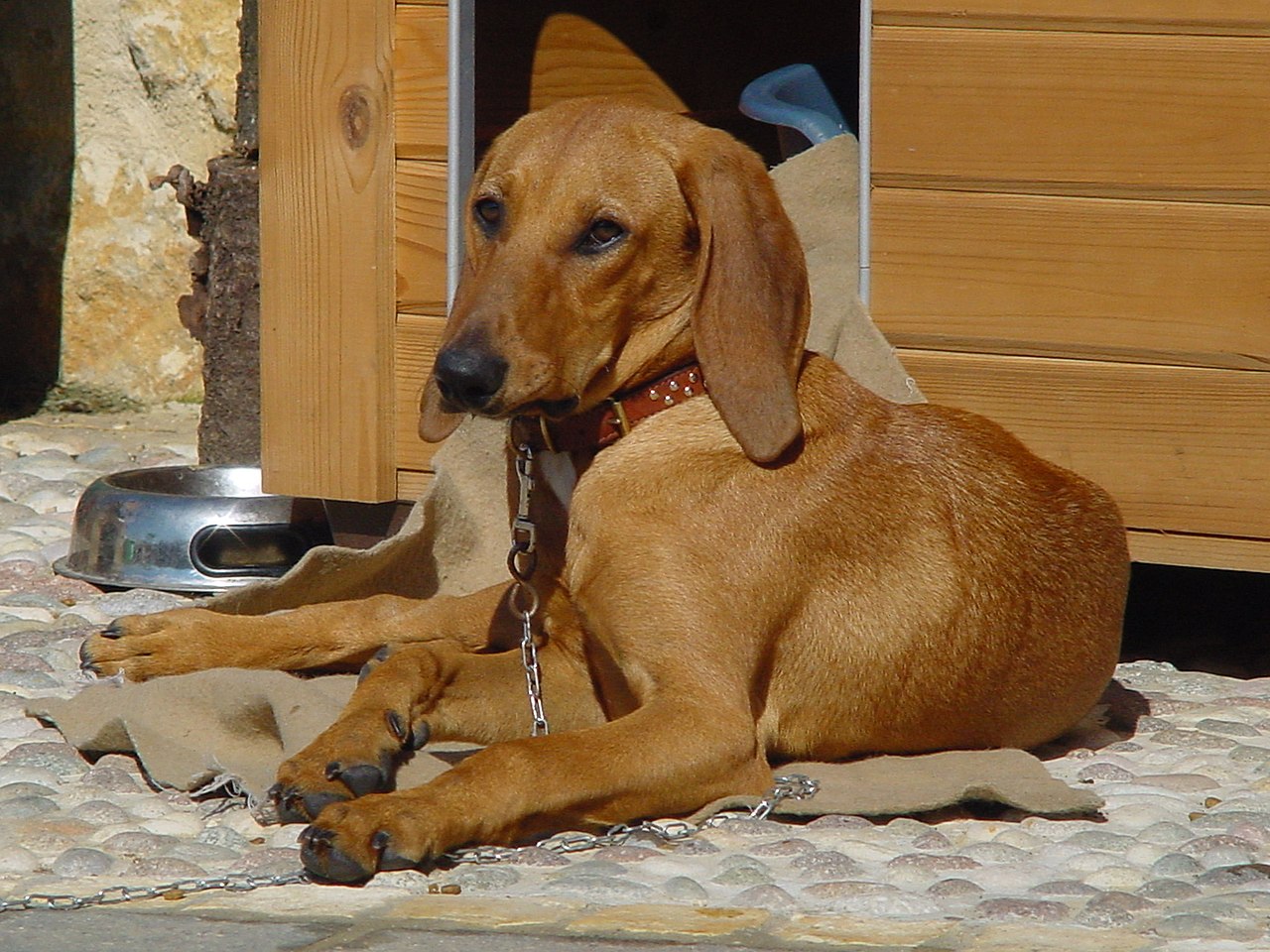 Italiaanse Hond, foto in volle breedte tegen natuurlijke achtergrond.