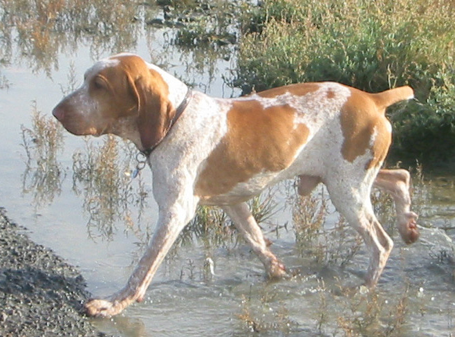 Italiaanse Staande Hond, foto in volle breedte.