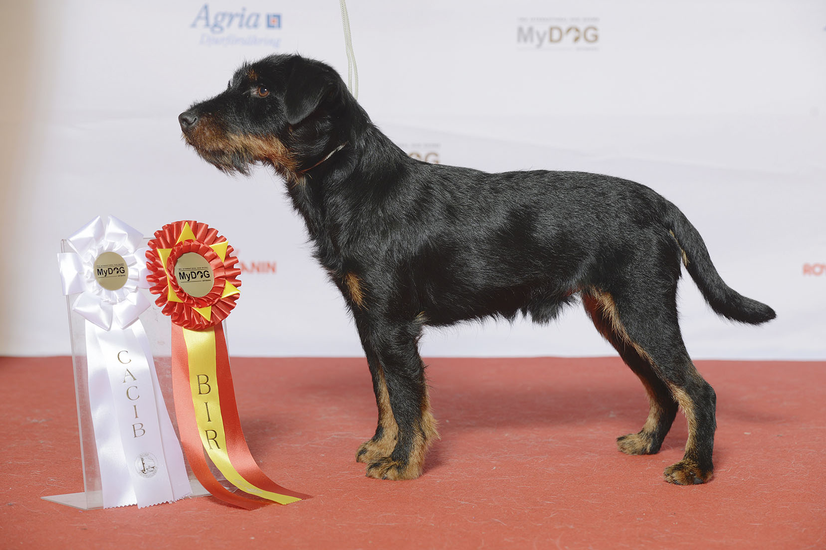 jagdterrier, foto.