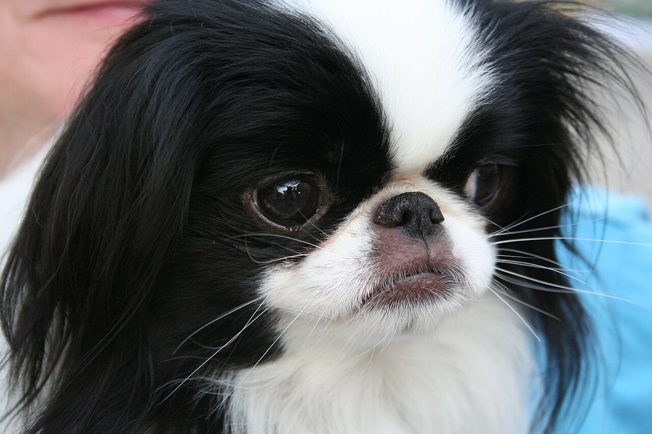Japanese Chin, foto in volle breedte.