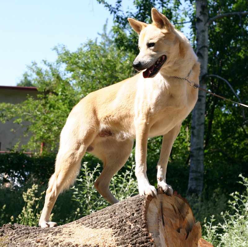 Kanaänhond, foto in volle breedte tegen natuurlijke achtergrond.