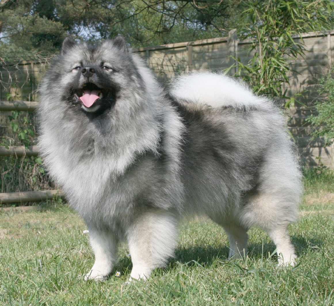 Keeshond, foto in volle breedte tegen natuurlijke achtergrond.