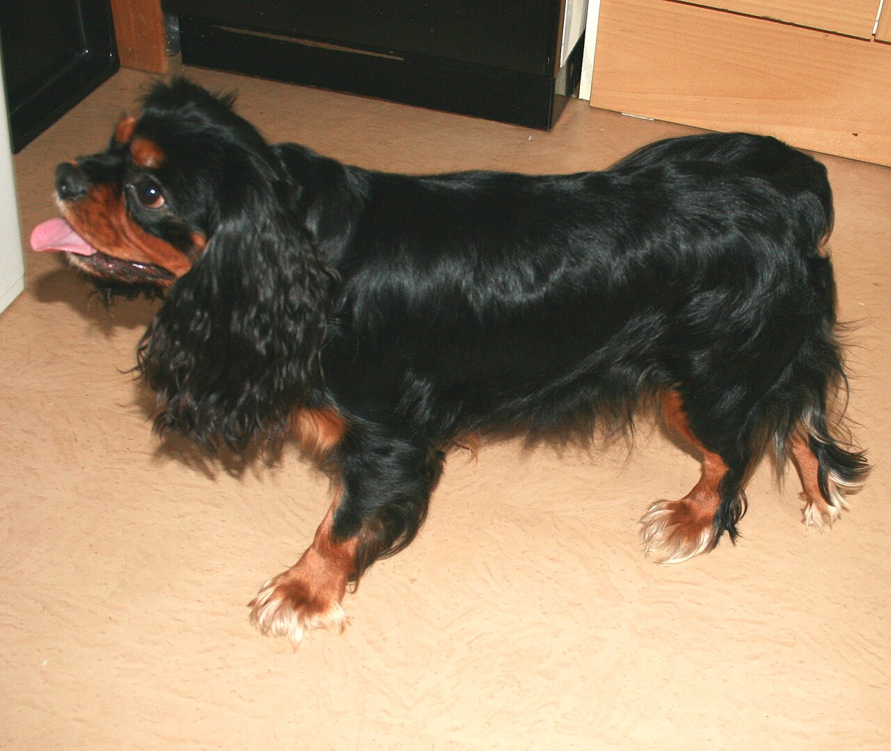 King Charles Spaniël, foto in volle breedte tegen natuurlijke achtergrond.