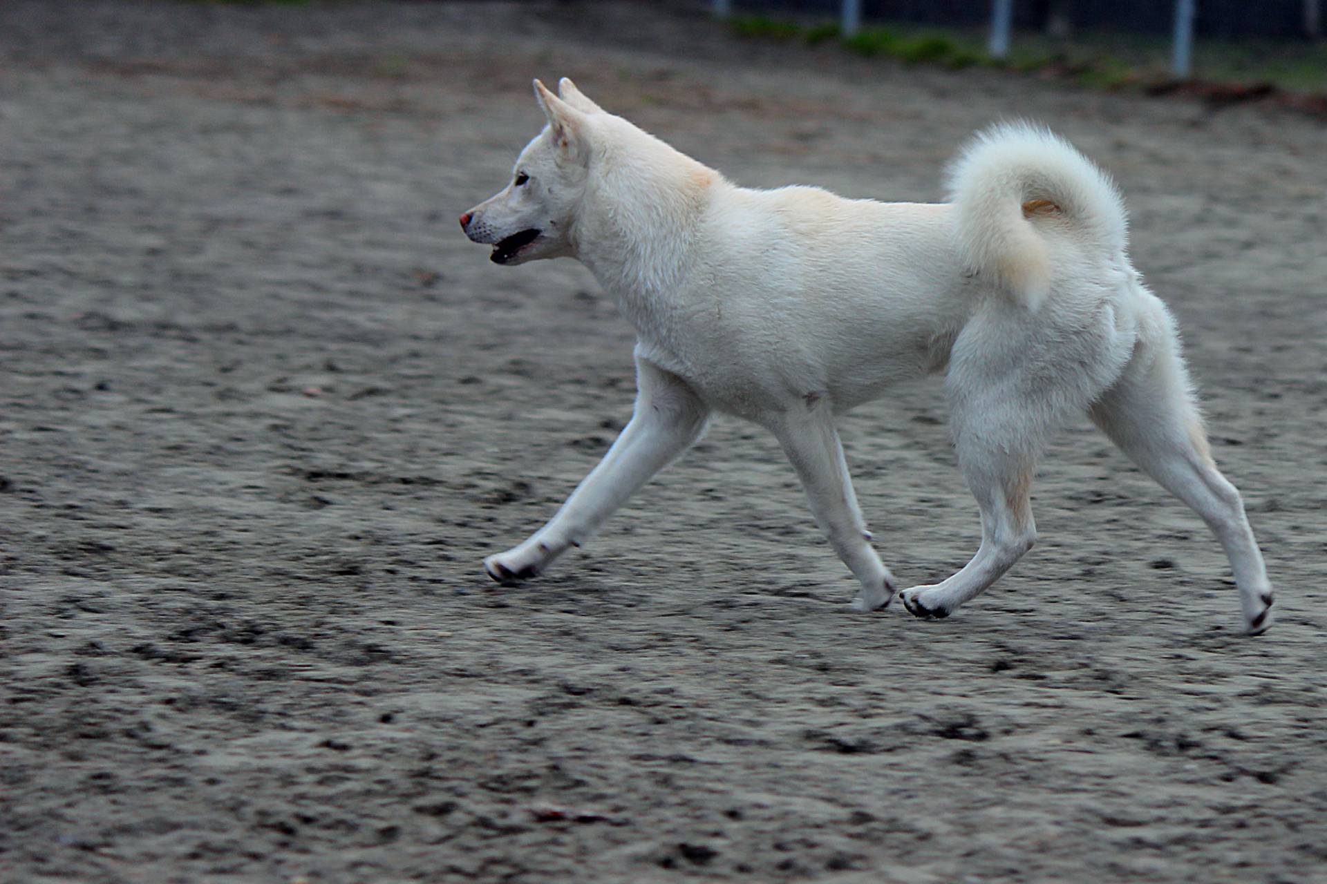 Kishu Ken puppy, witte Japanse middelgrote hond.