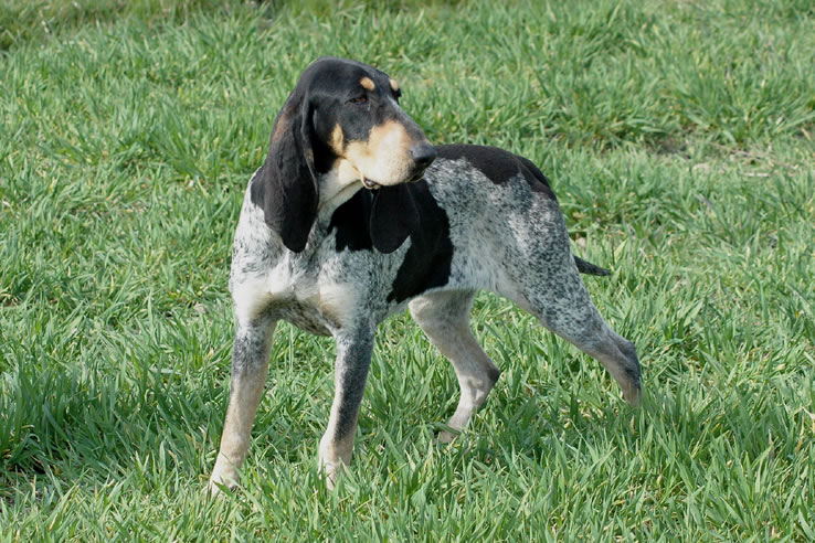 Kleine Blauwe Gascogner, foto in volle breedte.