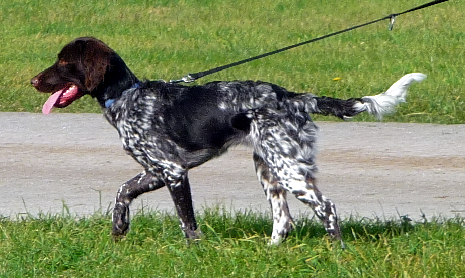 kleine munsterlander, foto.