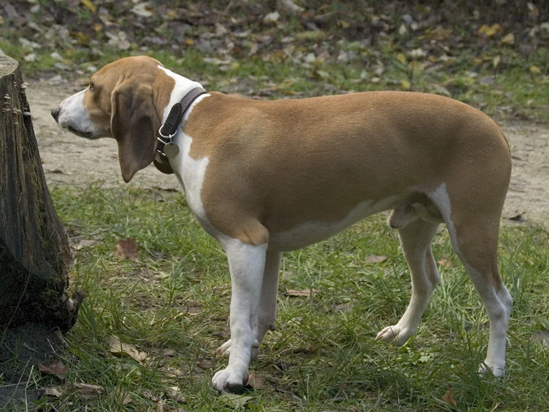 Kleine Zwitserse Hond, foto in volle breedte.