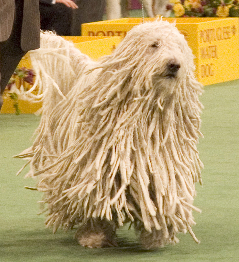 Komondor, foto in volle breedte tegen natuurlijke achtergrond.
