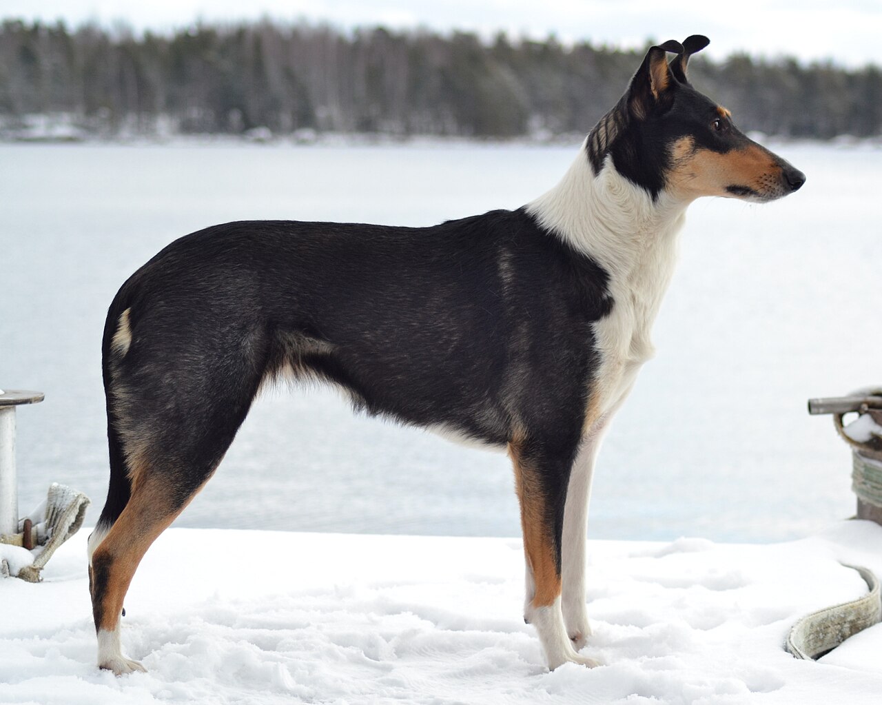 Korthaar Collie, foto in volle breedte tegen natuurlijke achtergrond.