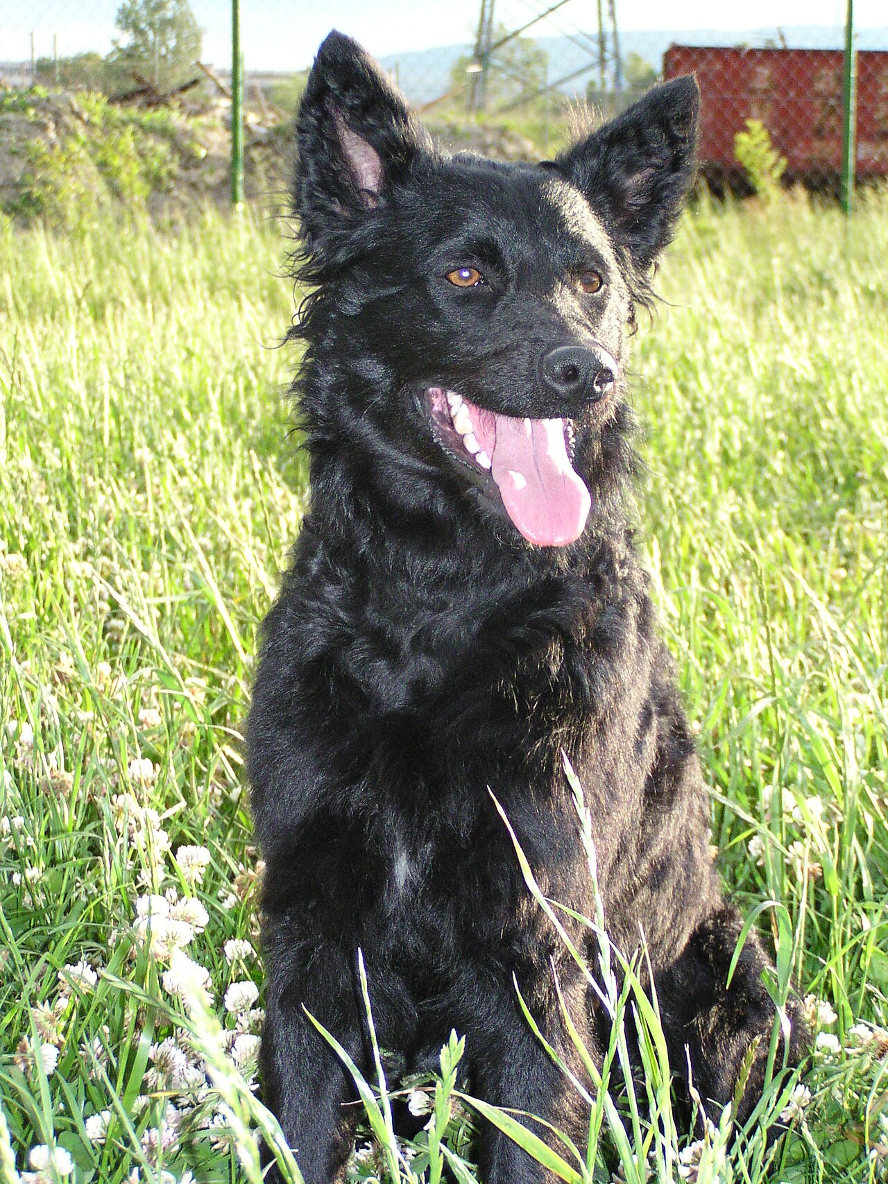 Kroatische herder, foto in volle breedte tegen natuurlijke achtergrond.