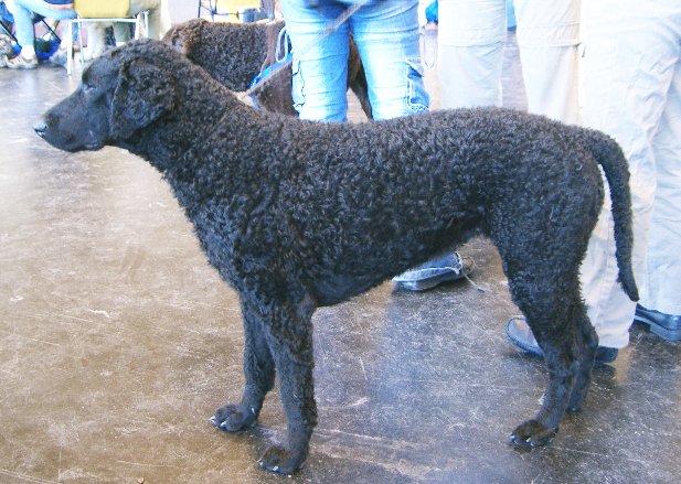 krulharige retriever, foto.