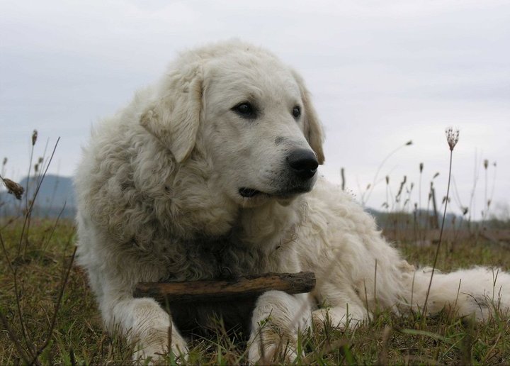 Kuvasz, foto in volle breedte.