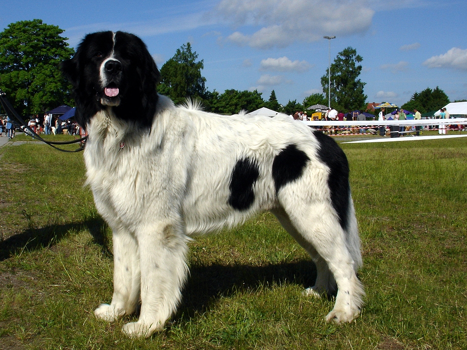 Landseer, foto in volle breedte tegen natuurlijke achtergrond.
