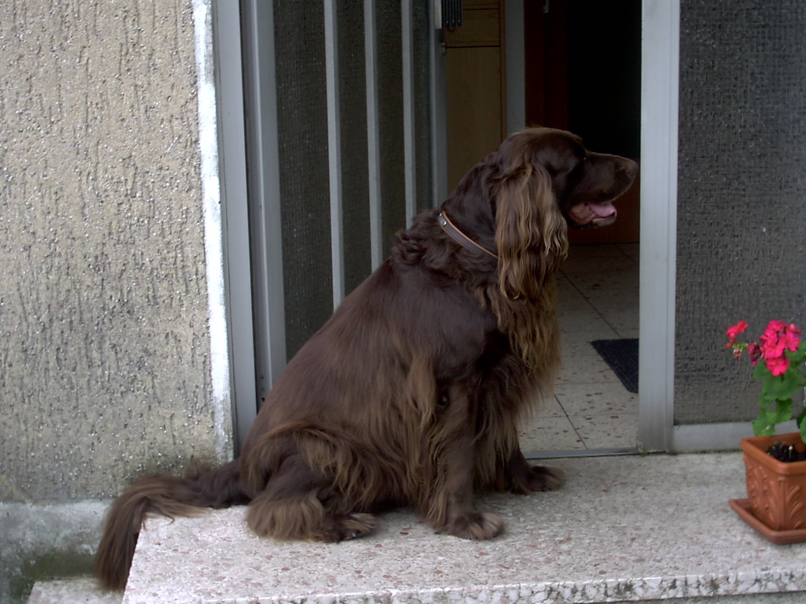 langharige duitse staande hond, foto.