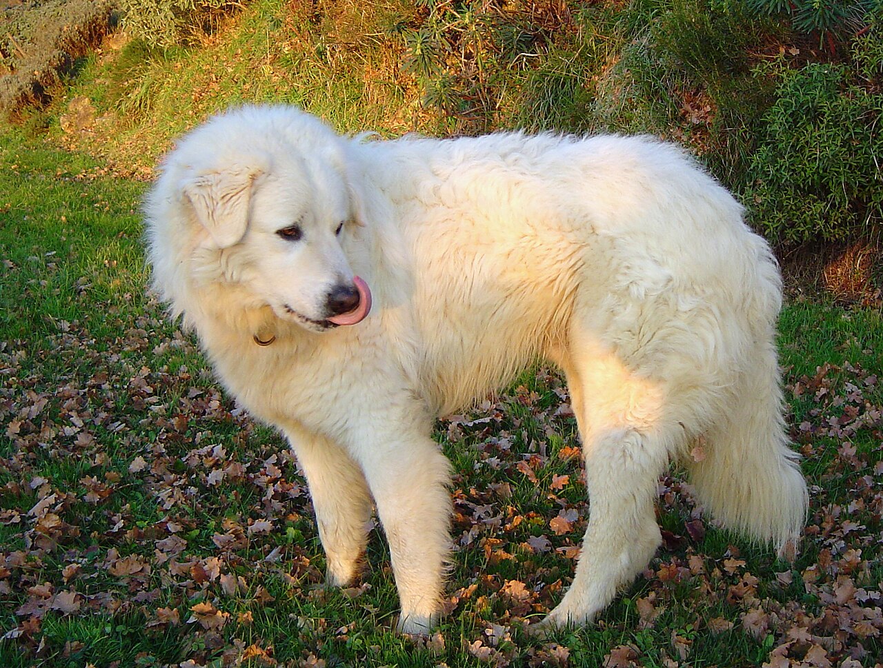 Maremma en Abruzzese Schaapshond, foto in volle breedte tegen natuurlijke achtergrond.