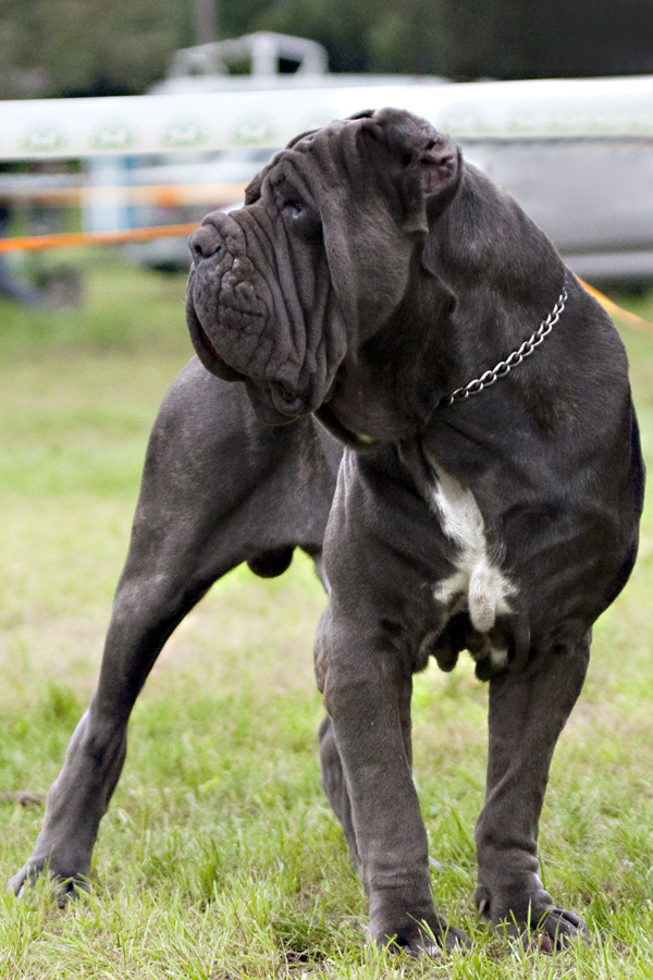 Napolitaanse Mastiff, foto in volle breedte.