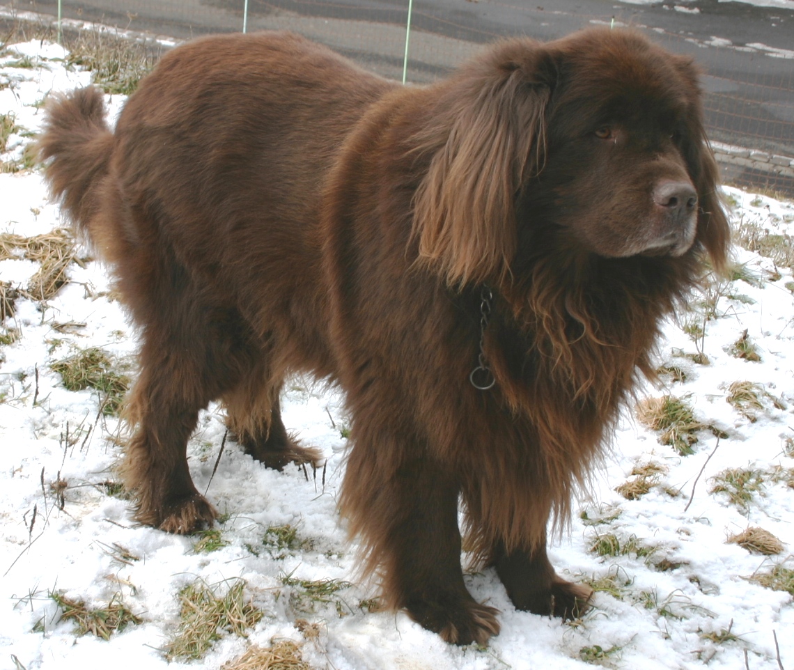 Newfoundlander, foto in volle breedte tegen natuurlijke achtergrond.