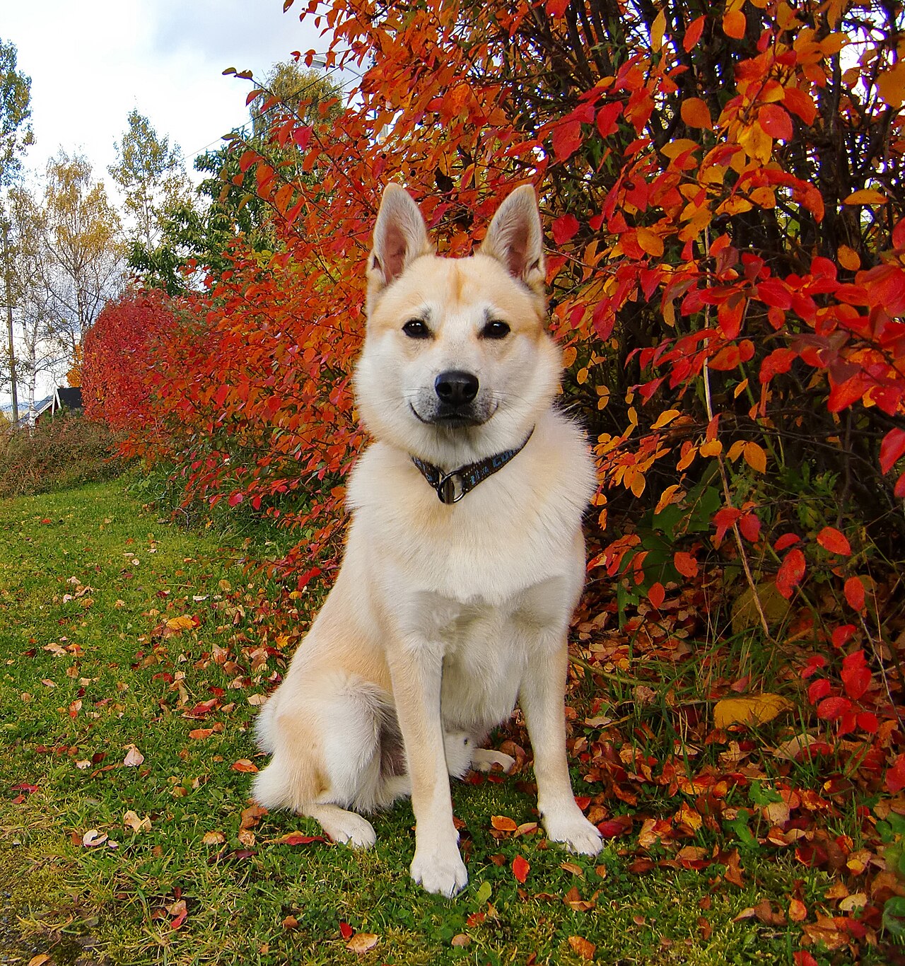 Noors Buhund, foto in volle breedte tegen natuurlijke achtergrond.