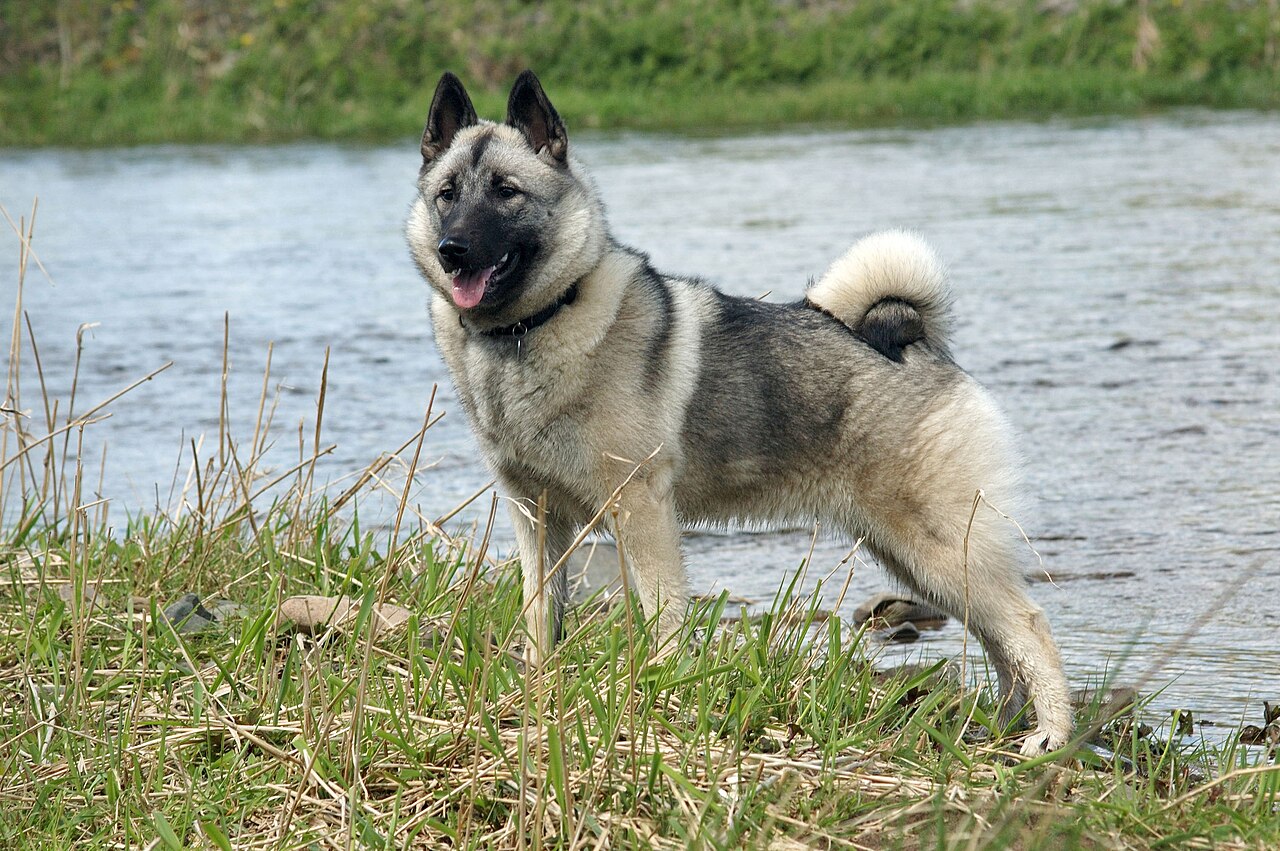 Noors Elandhond, foto in volle breedte tegen natuurlijke achtergrond.