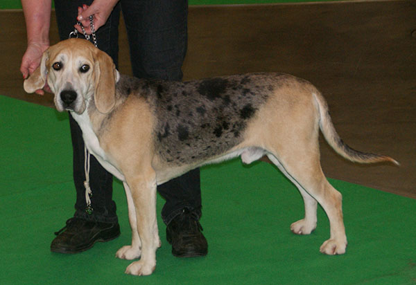 Noors Hound, foto in volle breedte.