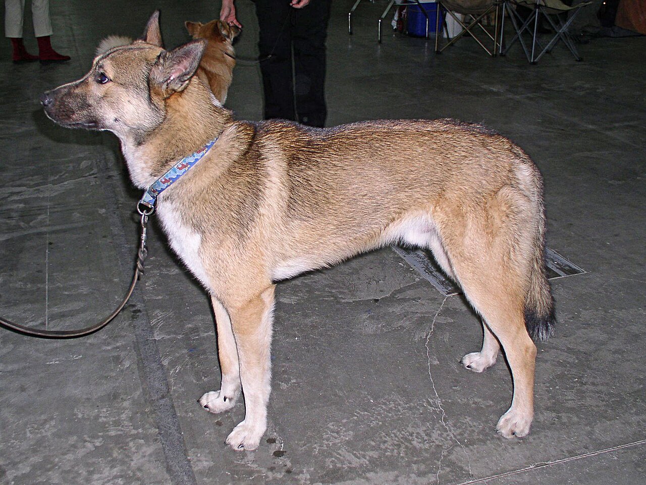 Oost-Siberische Laika, foto in volle breedte tegen natuurlijke achtergrond.