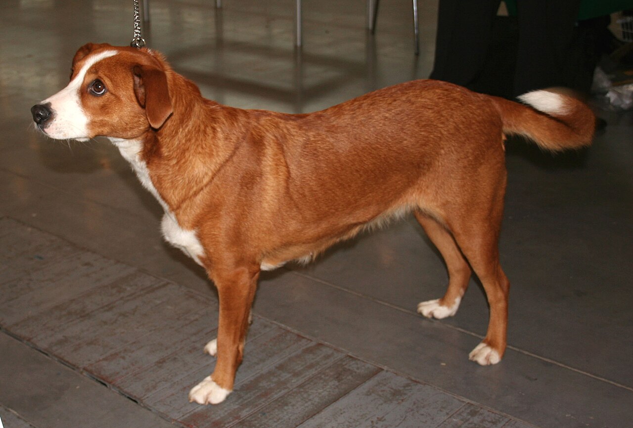 Oostenrijkse kortharige Pinscher, foto in volle breedte.