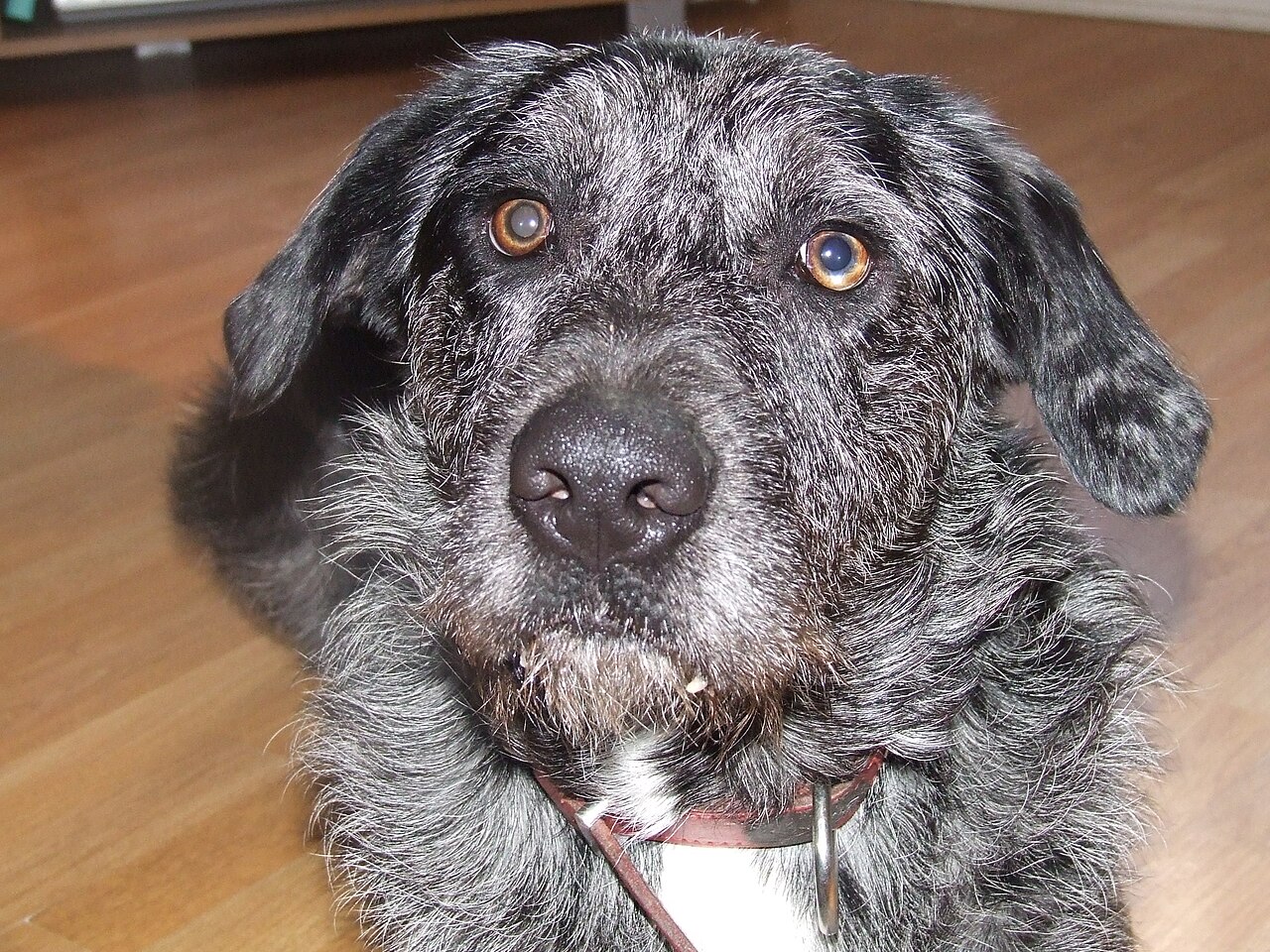 Otterhound, foto in volle breedte tegen natuurlijke achtergrond.