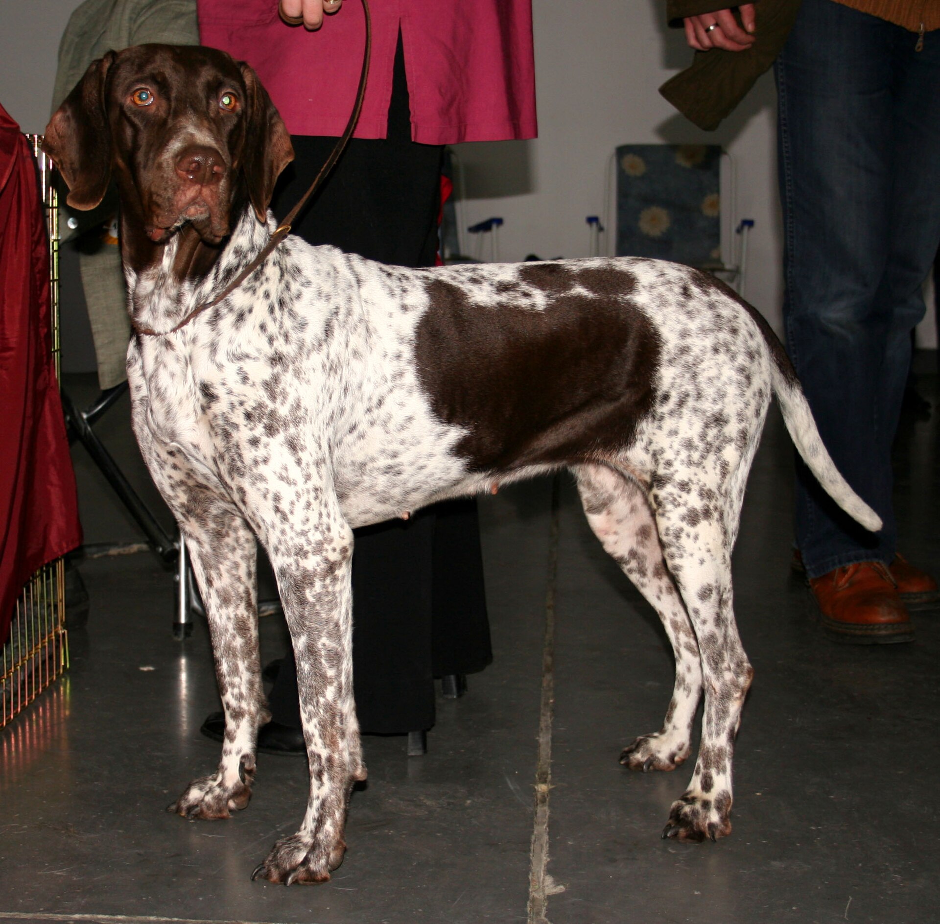 oude deense staande hond, foto.