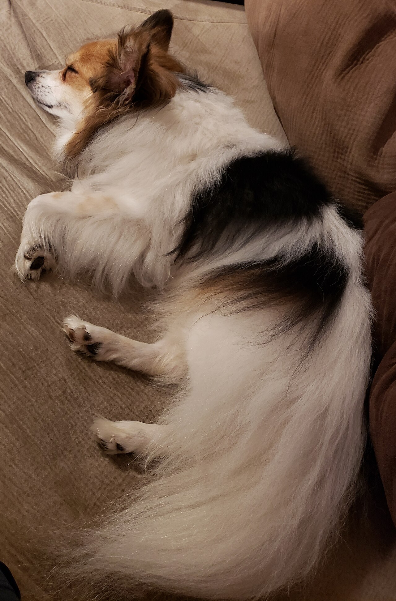 Papillon, foto in volle breedte tegen natuurlijke achtergrond.