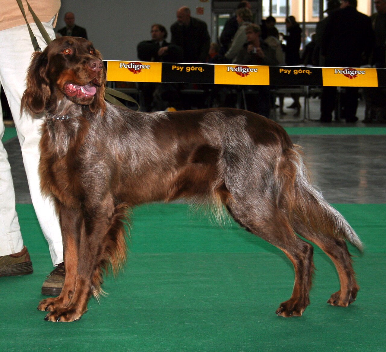 Picardische Spaniël, foto in volle breedte.