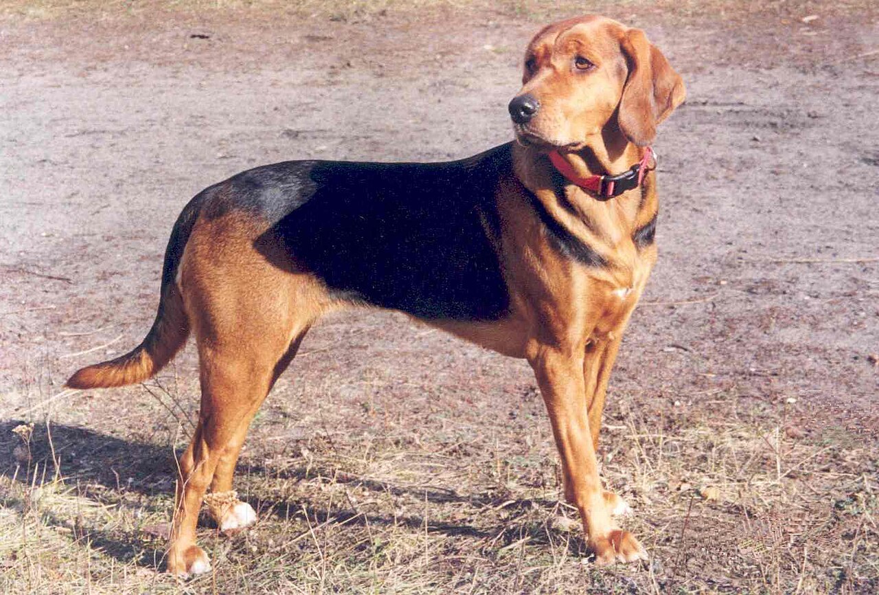 Poolse Hond, foto in volle breedte.