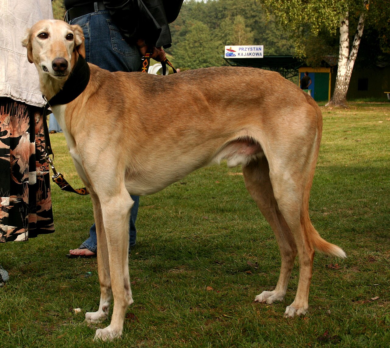 Poolse Windhond, foto in volle breedte.