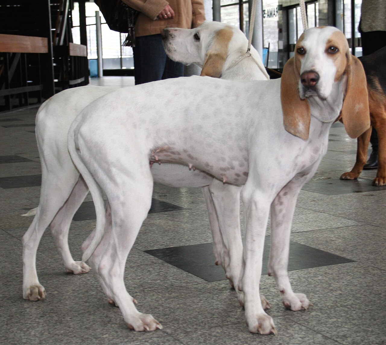 Porcelaine, foto in volle breedte.