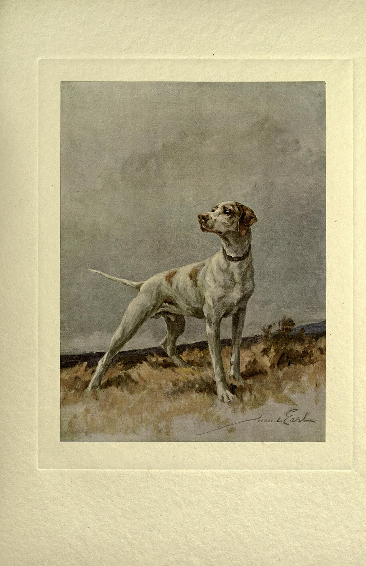 Portugese Staande Hond, foto in volle breedte tegen natuurlijke achtergrond.