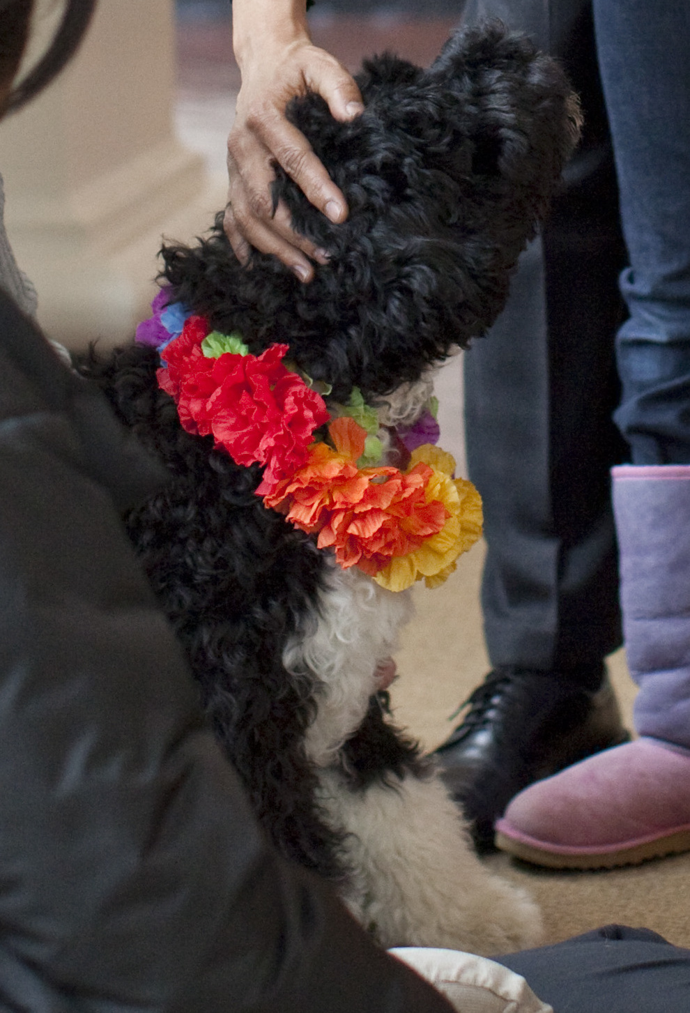 Portugese Waterhond, foto in volle breedte tegen natuurlijke achtergrond.