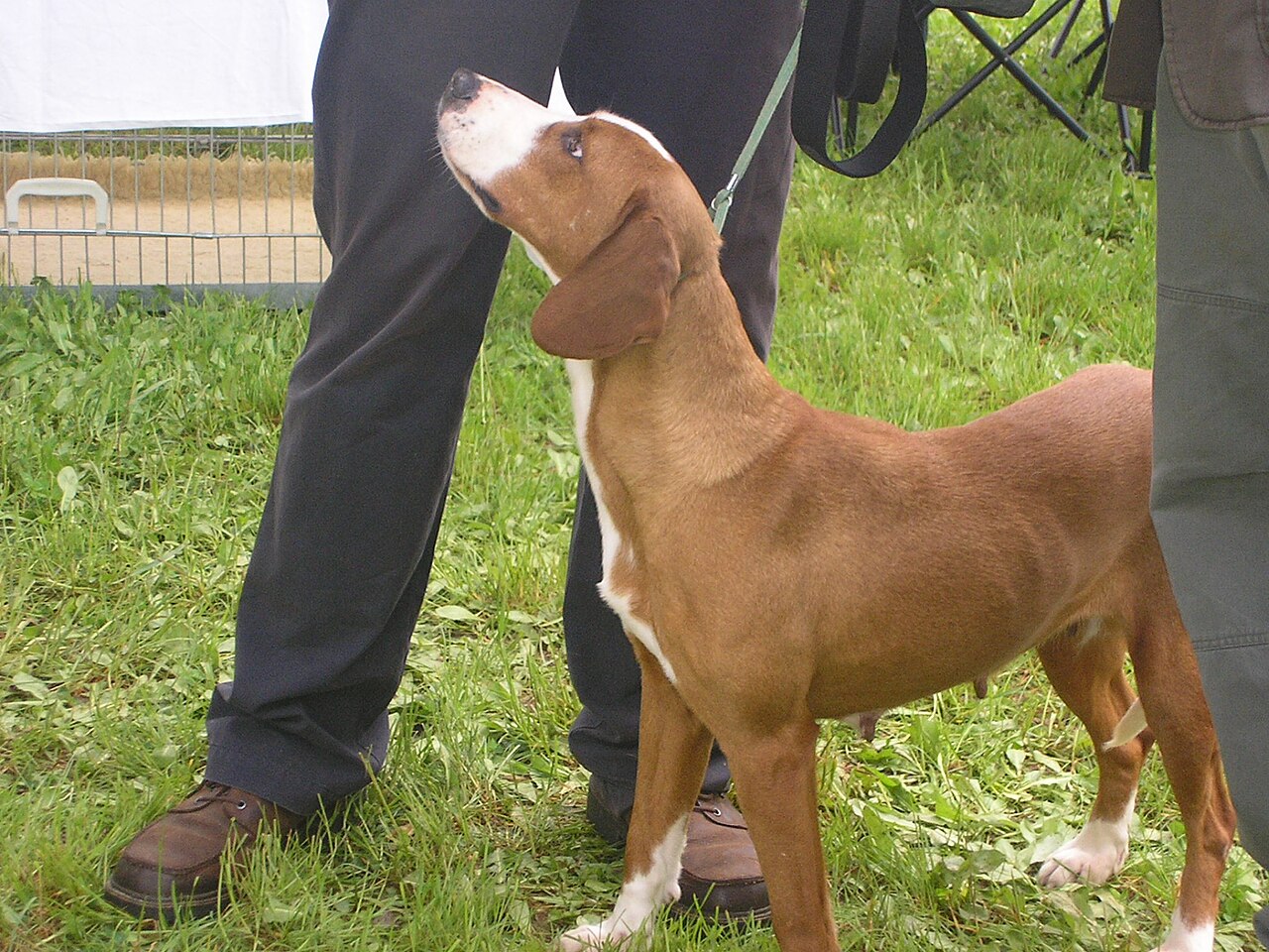 Posavac Hond, foto in volle breedte.