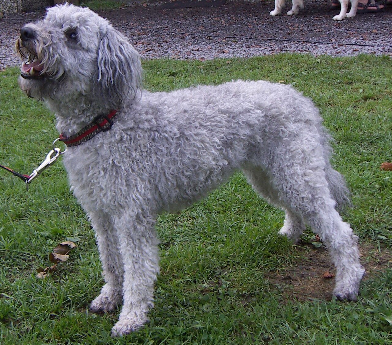 Pumi, foto in volle breedte.