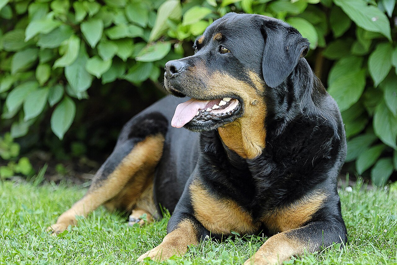Rottweiler, foto in volle breedte tegen natuurlijke achtergrond.