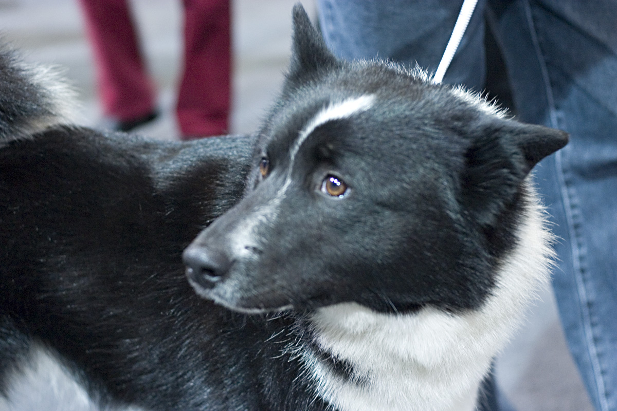 Russisch-Europese Laika, foto in volle breedte.