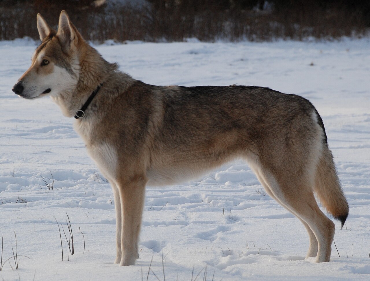 Saarlooswolfhond, foto in volle breedte tegen natuurlijke achtergrond.