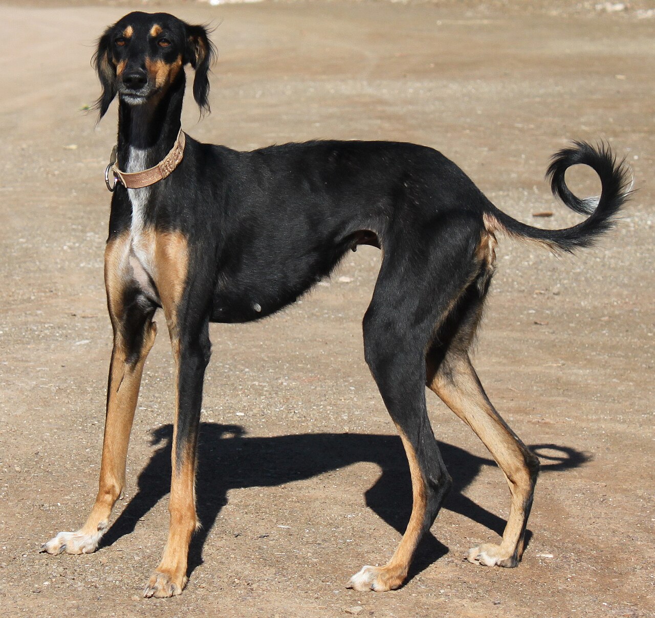 Saluki, foto in volle breedte tegen natuurlijke achtergrond.