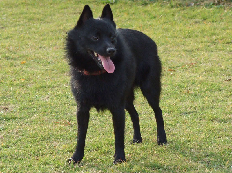 Schipperke, foto in volle breedte tegen natuurlijke achtergrond.