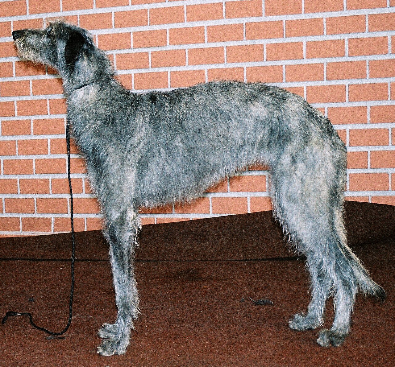 Schotse Hertenhond, foto in volle breedte.
