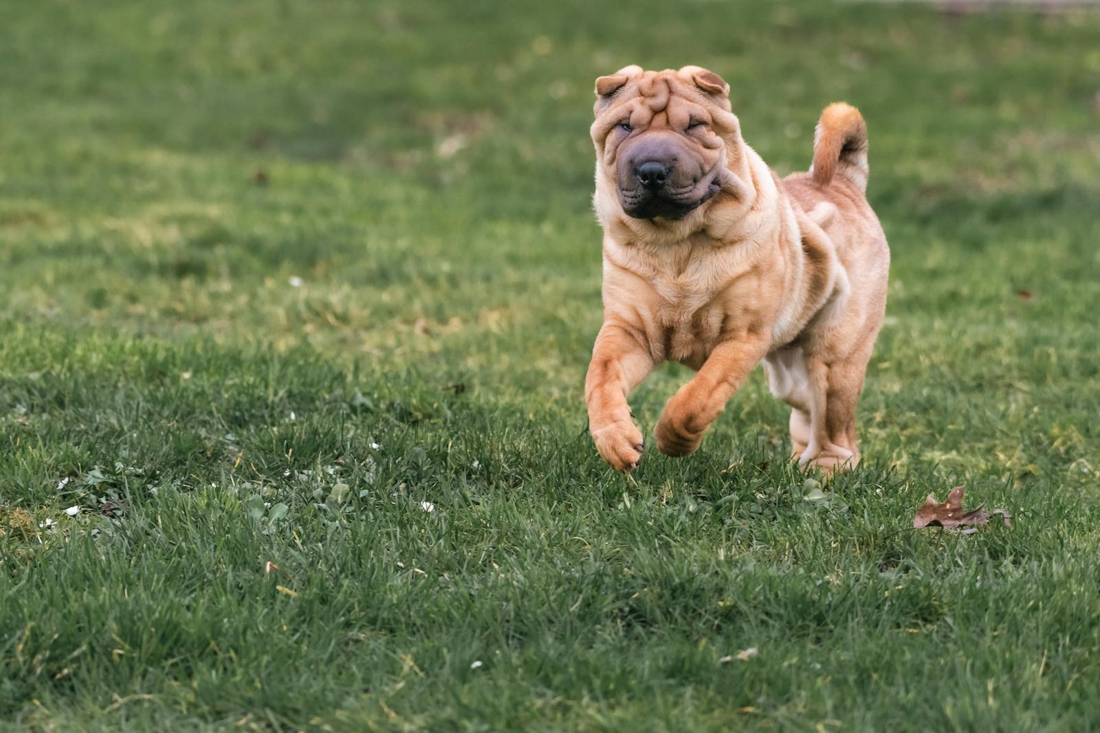 shar pei, foto.