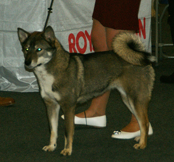 shikoku, foto.