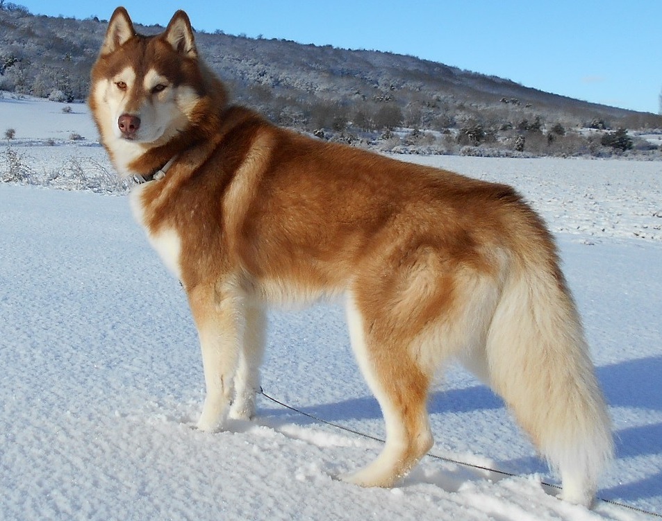 Siberische Husky, foto in volle breedte tegen natuurlijke achtergrond.