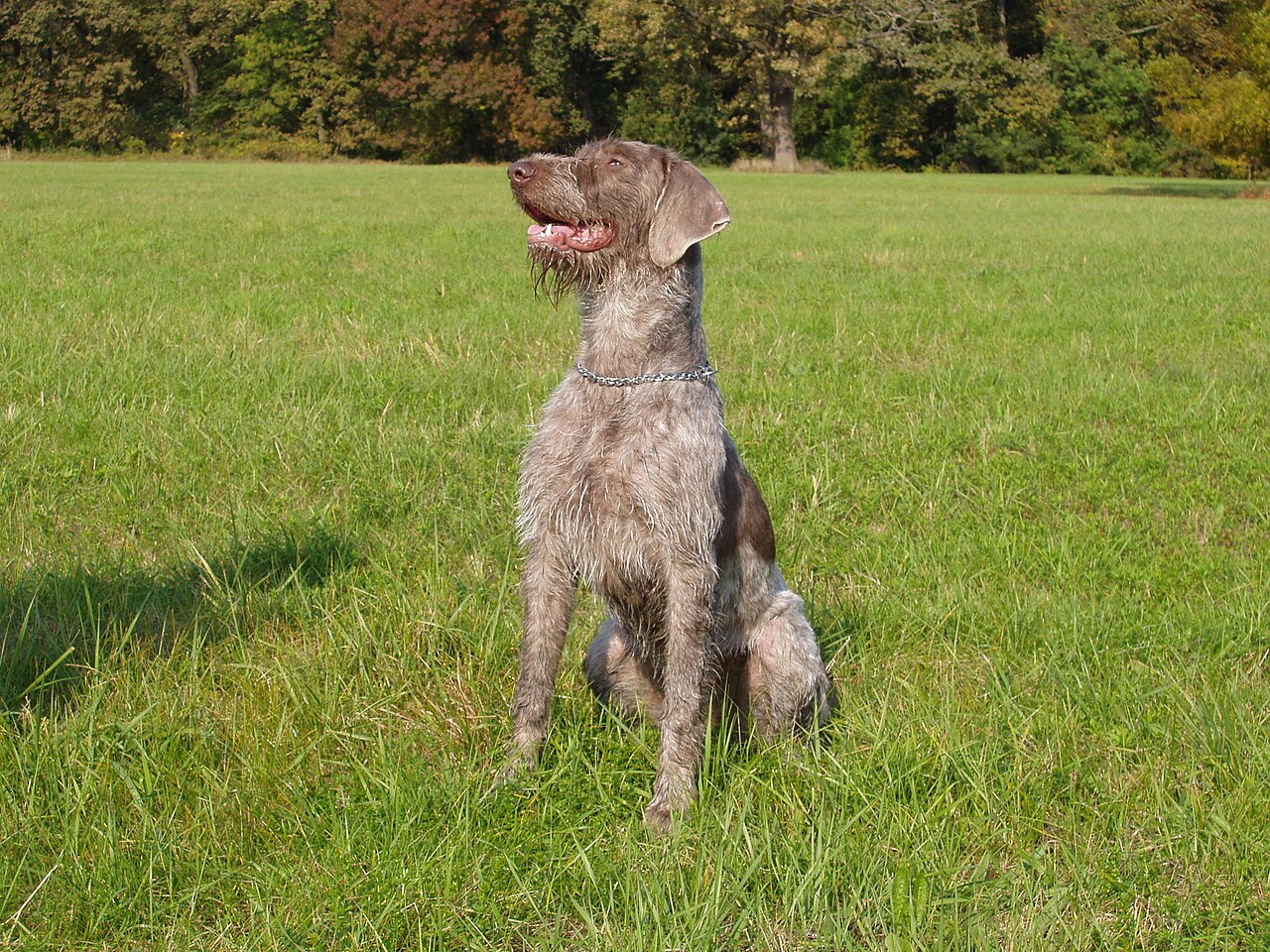 Slowaakse Draadharige Staande Hond, foto in volle breedte tegen natuurlijke achtergrond.