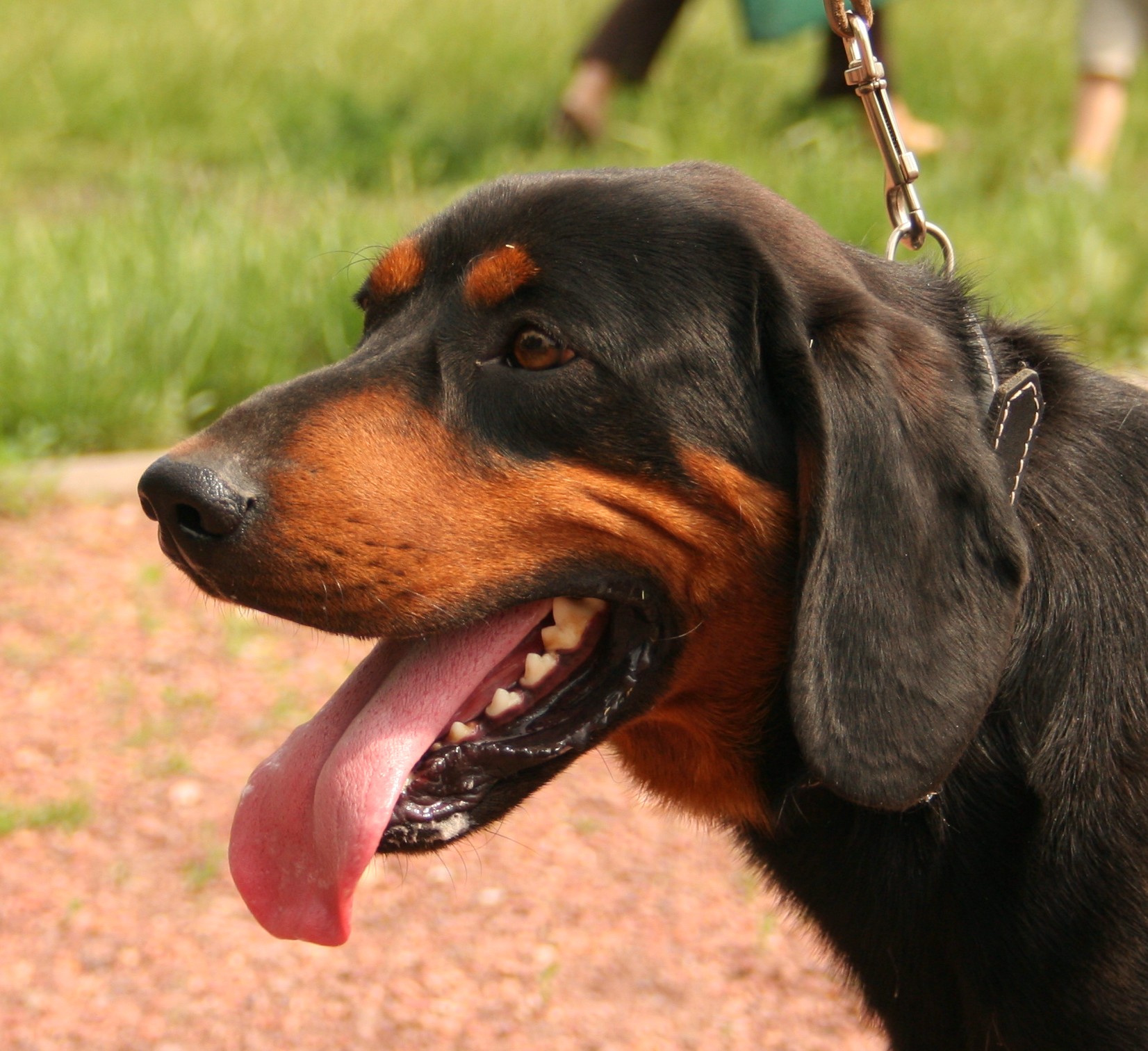 slowaakse hond, foto.